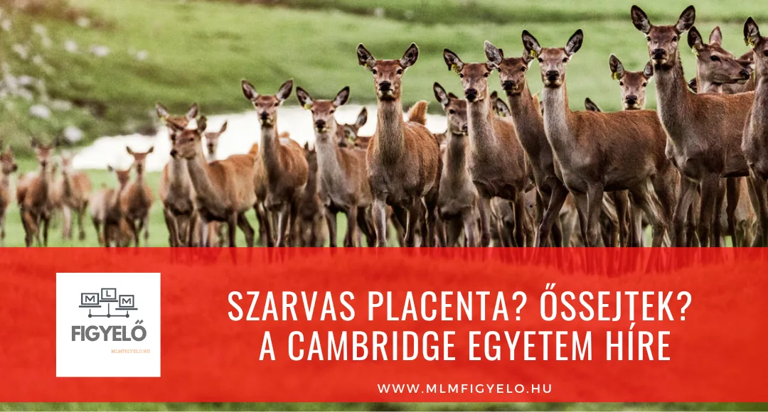 Szarvas Placenta? Őssejtek? A Cambridge Egyetem Híre